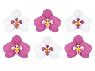 Papierowe kwiaty ALOHA - 6 szt.